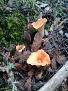 false chantarelles in bracken