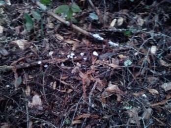 jelly tongues on a stick!