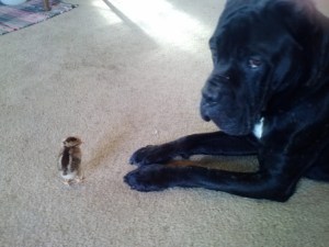 Bucket loves this year's chicks just like last year's, and next year's.