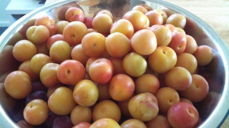 Mendocino plums