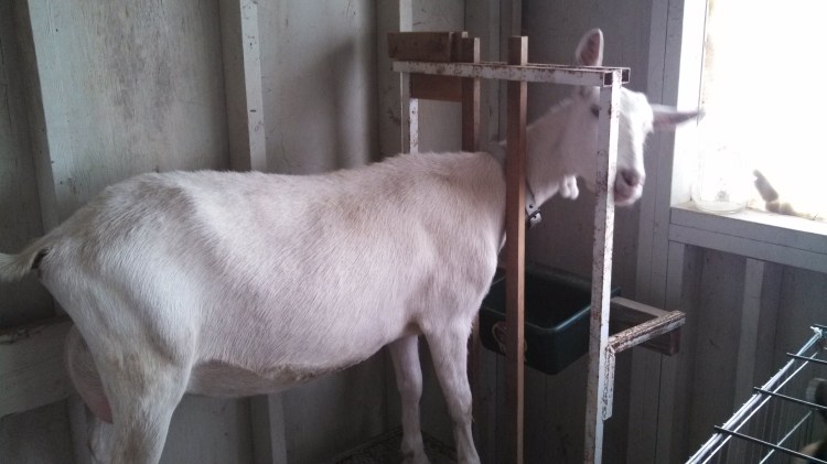 Milking goats (or trying to)